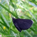 chimney sweeper (Odezia atrata) Kenneth Noble
